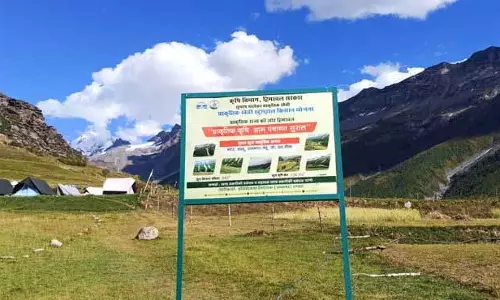 Pangi Valley प्राकृतिक खेती में अग्रणी बनकर उभरी, अभियान के तहत 2.7K पंजीकृत