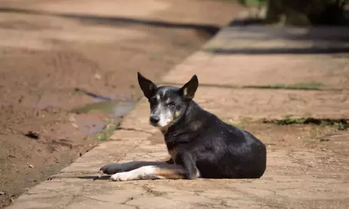 Yadadri Bhuvanagiri में आवारा कुत्ते के हमले में 4 साल के बच्चे की आंख चली गई Yadadri Bhuvanagiri में आवारा कुत्ते के हमले में 4 साल के बच्चे की आंख चली गई