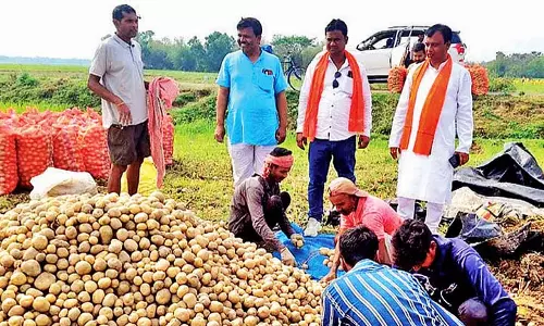खेती का संकट: आलू किसान नाराज़, उम्मीदवार कन्फ्यूज़ खेती का संकट: आलू किसान नाराज़, उम्मीदवार कन्फ्यूज़