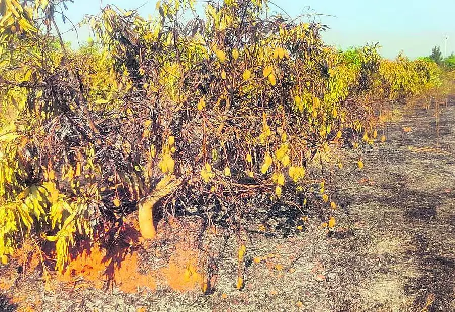 Karnataka : शॉर्ट सर्किट से 40 एकड़ फसल बर्बाद Karnataka : शॉर्ट सर्किट से 40 एकड़ फसल बर्बाद