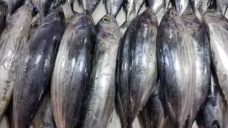 एक्सपोर्ट से लेकर चुनौतियां, Tharuvaikulam टूना मछुआरों ने मुख्य मुद्दे उठाए एक्सपोर्ट से लेकर चुनौतियां, Tharuvaikulam टूना मछुआरों ने मुख्य मुद्दे उठाए