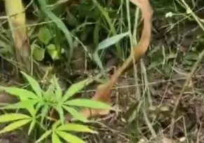 केशकाल में अफीम की खेती का पर्दाफाश केशकाल में अफीम की खेती का पर्दाफाश