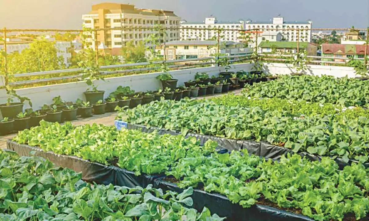 Andhra: नेपाल के प्रतिनिधिमंडल ने प्राकृतिक खेती के तरीकों का अध्ययन किया Andhra: नेपाल के प्रतिनिधिमंडल ने प्राकृतिक खेती के तरीकों का अध्ययन किया
