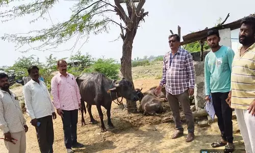 Suryapet में किसानों से पशुओं का टीकाकरण कराने का आग्रह
