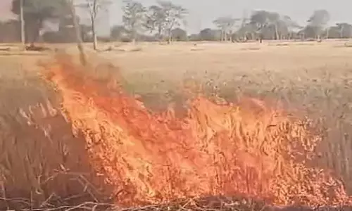 500 एकड़ गेहूं की फसल जलकर राख, तेज हवा ने आग को फैलाया 500 एकड़ गेहूं की फसल जलकर राख, तेज हवा ने आग को फैलाया