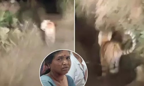 Sakoli में बाघिन के हमले में पत्नी को बचाने के लिए पति ने की लड़ाई Sakoli में बाघिन के हमले में पत्नी को बचाने के लिए पति ने की लड़ाई