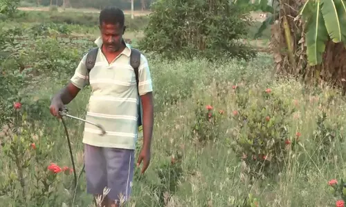 Srirangam में फूल किसानों ने चुनाव से पहले रिसर्च सेंटर और परफ्यूम यूनिट की मांग की