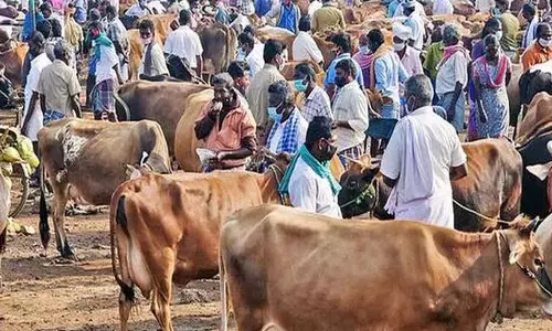 Morampallibanjar और सरपाका में वीकेंड मार्केट ऑक्शन 30 तारीख को होगा Morampallibanjar और सरपाका में वीकेंड मार्केट ऑक्शन 30 तारीख को होगा