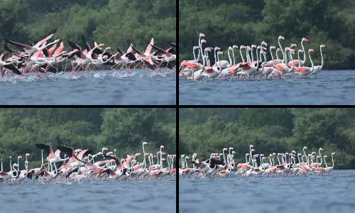 कोरिंगा वाइल्डलाइफ़ सैंक्चुअरी में Greater Flamingos की असामान्य वृद्धि