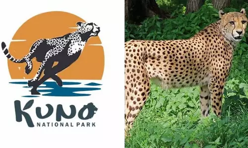 Cheetah KP-2 55 दिनों के बाद कुनो नेशनल पार्क लौटा Cheetah KP-2 55 दिनों के बाद कुनो नेशनल पार्क लौटा