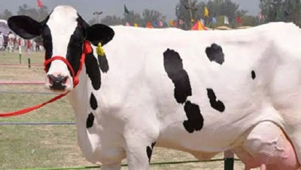 जर्सी गाय की चोरी, डेयरी फार्म के मालिक ने लिखवाई रिपोर्ट जर्सी गाय की चोरी, डेयरी फार्म के मालिक ने लिखवाई रिपोर्ट