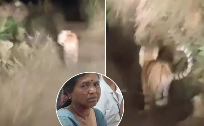 Sakoli में बाघिन के हमले में पत्नी को बचाने के लिए पति ने की लड़ाई Sakoli में बाघिन के हमले में पत्नी को बचाने के लिए पति ने की लड़ाई