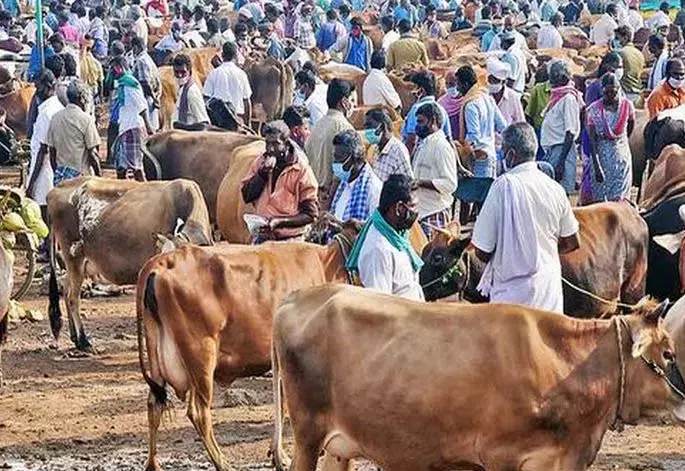Morampallibanjar और सरपाका में वीकेंड मार्केट ऑक्शन 30 तारीख को होगा Morampallibanjar और सरपाका में वीकेंड मार्केट ऑक्शन 30 तारीख को होगा