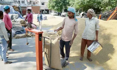 Haryana में सरसों की खरीद शुरू, गेहूं की खरीद 1 अप्रैल से Haryana में सरसों की खरीद शुरू, गेहूं की खरीद 1 अप्रैल से