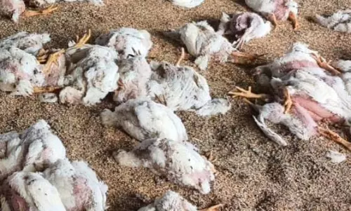 बोरियों में मृत मुर्गियां मिली, बिलासपुर बाईपास रोड के पास हड़कंप