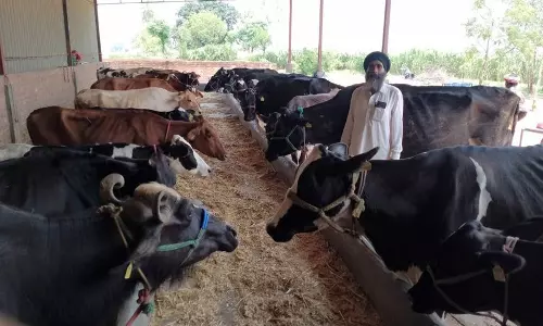 Punjab के किसान का गेहूं-धान से डेयरी उद्योग तक का सफर Punjab के किसान का गेहूं-धान से डेयरी उद्योग तक का सफर