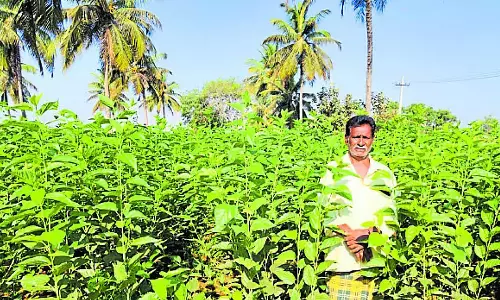 Ranebennur : एक किसान जिसने रेशम के कीड़ों की खेती करके खूब पैसा कमाया Ranebennur : एक किसान जिसने रेशम के कीड़ों की खेती करके खूब पैसा कमाया