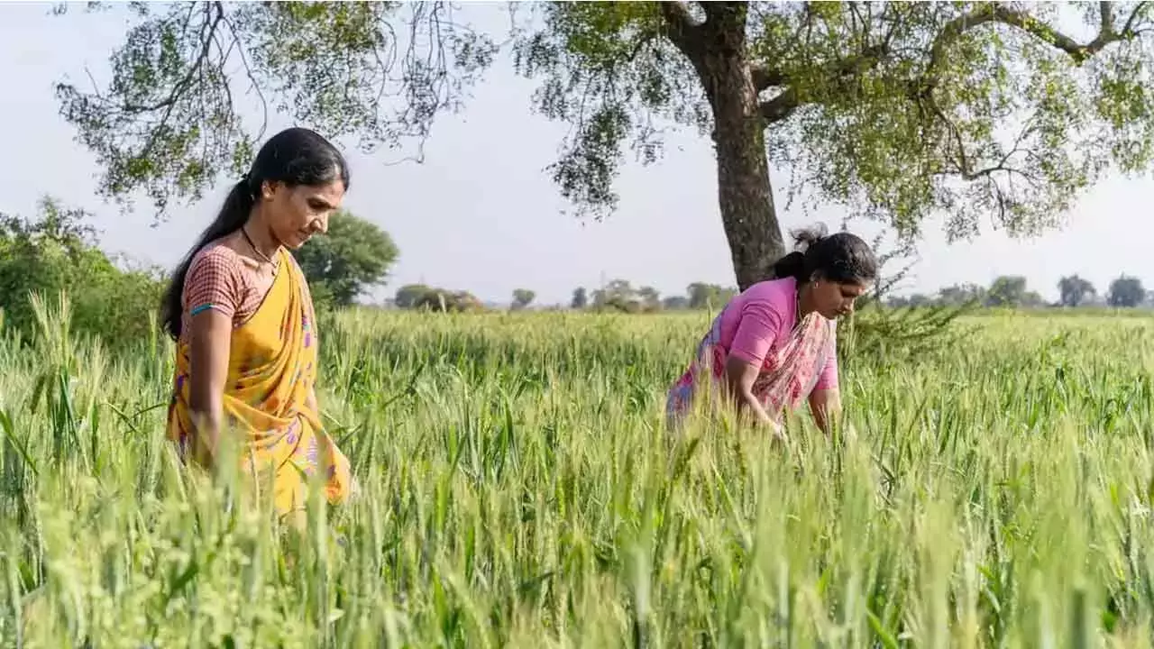 Telangana: काश्तकार किसान अभी भी रयथु भरोसा जैसे लाभों का इंतजार कर रहे Telangana: काश्तकार किसान अभी भी रयथु भरोसा जैसे लाभों का इंतजार कर रहे