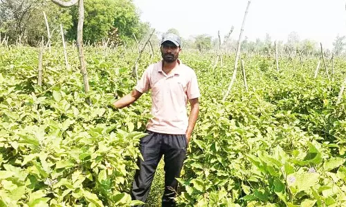 ग्राफ्टेड बैंगन की उन्नत खेती से अमृत बंजारे की आर्थिक स्थिति हुई सुदृढ़ ग्राफ्टेड बैंगन की उन्नत खेती से अमृत बंजारे की आर्थिक स्थिति हुई सुदृढ़