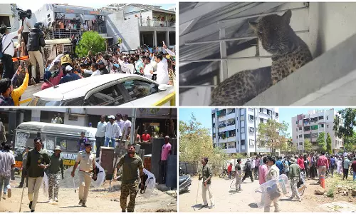 Nashik : ध्रुवनगर में 5 घंटे के रेस्क्यू ऑपरेशन के बाद तेंदुआ पकड़ा गया Nashik : ध्रुवनगर में 5 घंटे के रेस्क्यू ऑपरेशन के बाद तेंदुआ पकड़ा गया