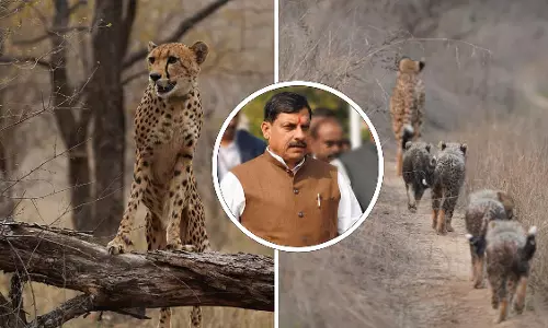 भारत की पहली मादा चीता ‘Mukhi’ 3 साल की हुई, कुनो नेशनल पार्क में जश्न मनाया भारत की पहली मादा चीता ‘Mukhi’ 3 साल की हुई, कुनो नेशनल पार्क में जश्न मनाया