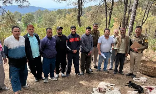 Palampur के पास गांव में जंगली जानवर ने 31 मेमनों को मार डाला Palampur के पास गांव में जंगली जानवर ने 31 मेमनों को मार डाला