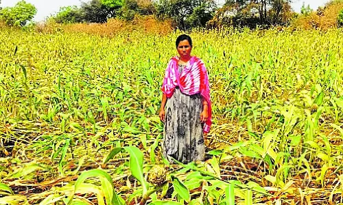 Karnataka : हवा और बारिश से फसलें क्षतिग्रस्त Karnataka : हवा और बारिश से फसलें क्षतिग्रस्त