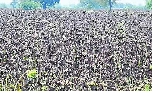Karnataka : ओलावृष्टि किसानों के लिए अभिशाप, सैकड़ों एकड़ फसल बर्बाद