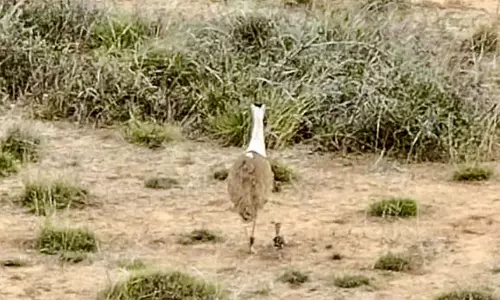 Kutch में 10 साल बाद ग्रेट इंडियन बस्टर्ड का चूज़ा पैदा हुआ Kutch में 10 साल बाद ग्रेट इंडियन बस्टर्ड का चूज़ा पैदा हुआ