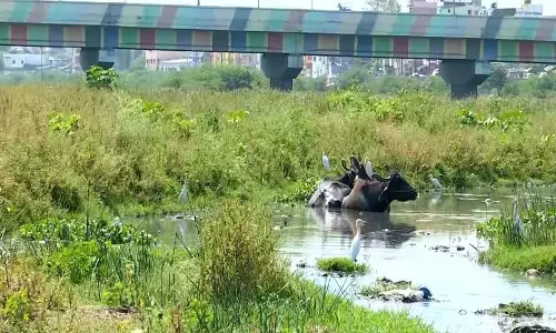 तमिलनाडु: विधानसभा चुनावों से पहले Madurai के निवासियों ने वैगई नदी के जीर्णोद्धार की मांग की तमिलनाडु: विधानसभा चुनावों से पहले Madurai के निवासियों ने वैगई नदी के जीर्णोद्धार की मांग की