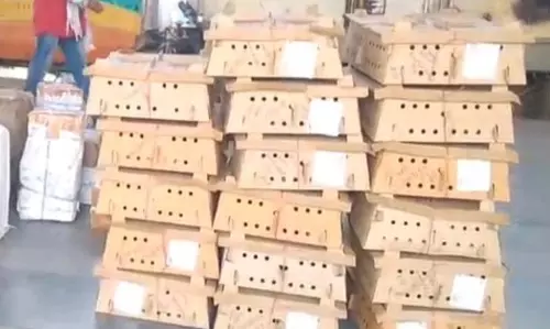 बर्ड फ्लू के बीच दिल्ली से चूजों की सप्लाई, प्रशासन की चेतावनी के बावजूद हड़कंप बर्ड फ्लू के बीच दिल्ली से चूजों की सप्लाई, प्रशासन की चेतावनी के बावजूद हड़कंप