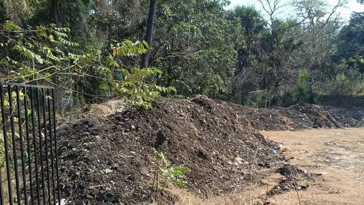Mumbai : मीरा-भायंदर के उत्तन साइट से गोरई गांव में अवैध डंपिंग की खबर Mumbai : मीरा-भायंदर के उत्तन साइट से गोरई गांव में अवैध डंपिंग की खबर