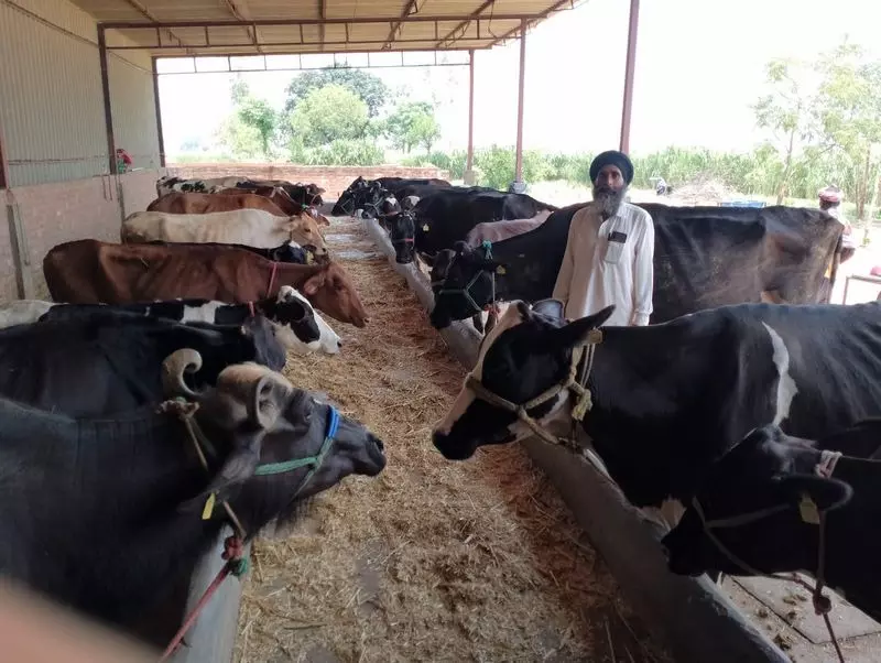Punjab के किसान का गेहूं-धान से डेयरी उद्योग तक का सफर Punjab के किसान का गेहूं-धान से डेयरी उद्योग तक का सफर