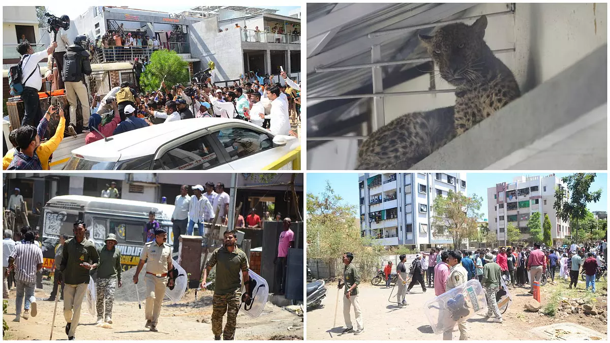 Nashik : ध्रुवनगर में 5 घंटे के रेस्क्यू ऑपरेशन के बाद तेंदुआ पकड़ा गया Nashik : ध्रुवनगर में 5 घंटे के रेस्क्यू ऑपरेशन के बाद तेंदुआ पकड़ा गया