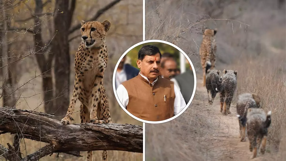 भारत की पहली मादा चीता ‘Mukhi’ 3 साल की हुई, कुनो नेशनल पार्क में जश्न मनाया भारत की पहली मादा चीता ‘Mukhi’ 3 साल की हुई, कुनो नेशनल पार्क में जश्न मनाया