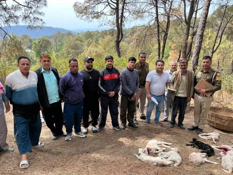 Palampur के पास गांव में जंगली जानवर ने 31 मेमनों को मार डाला Palampur के पास गांव में जंगली जानवर ने 31 मेमनों को मार डाला