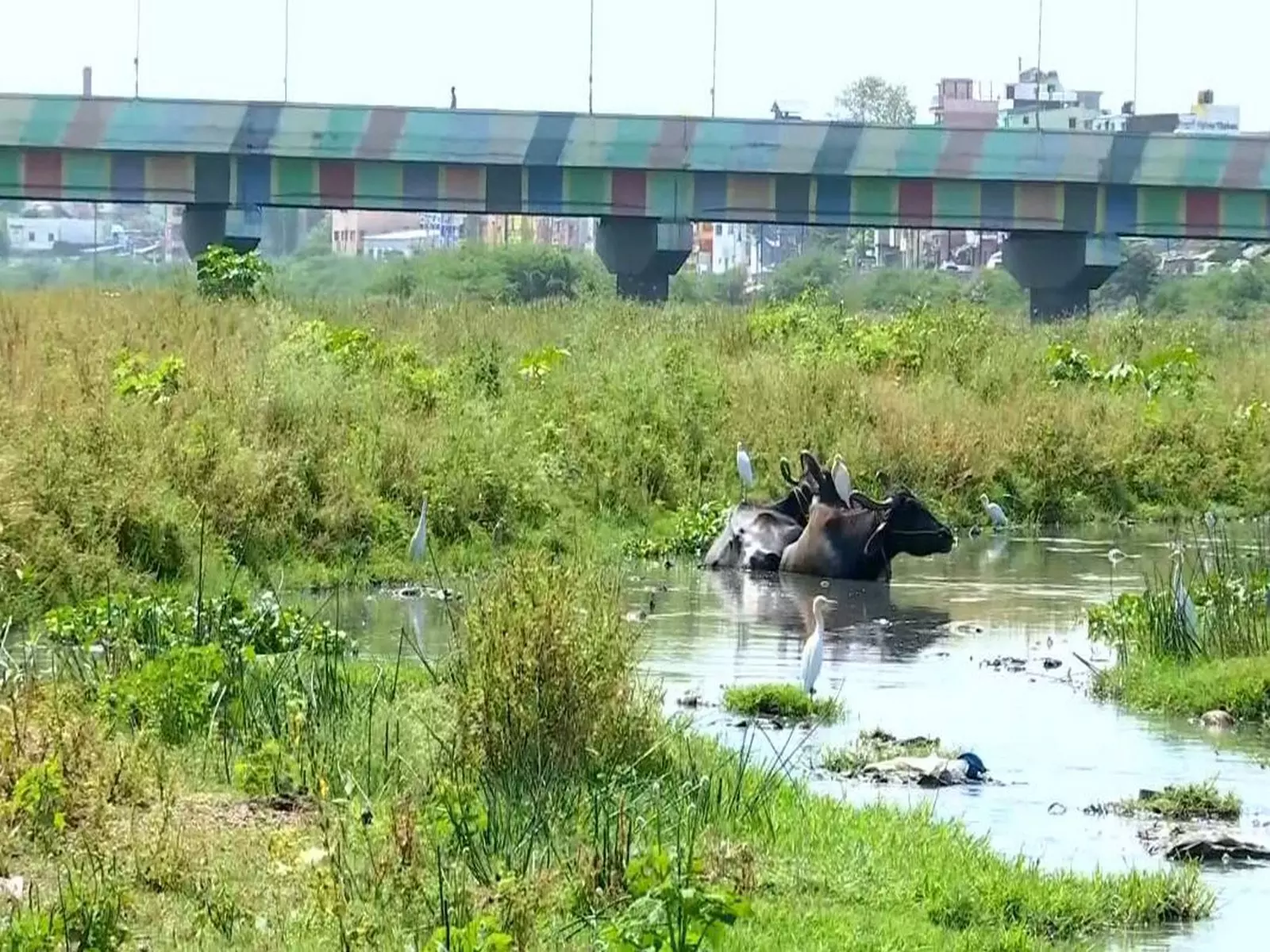 तमिलनाडु: विधानसभा चुनावों से पहले Madurai के निवासियों ने वैगई नदी के जीर्णोद्धार की मांग की तमिलनाडु: विधानसभा चुनावों से पहले Madurai के निवासियों ने वैगई नदी के जीर्णोद्धार की मांग की