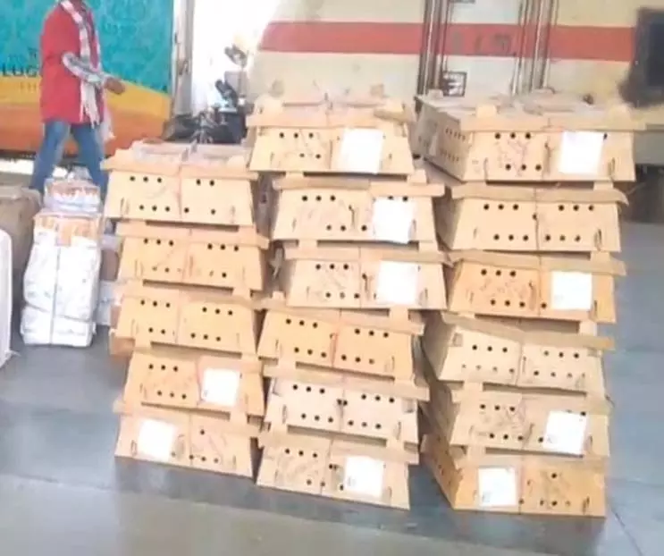 बर्ड फ्लू के बीच दिल्ली से चूजों की सप्लाई, प्रशासन की चेतावनी के बावजूद हड़कंप बर्ड फ्लू के बीच दिल्ली से चूजों की सप्लाई, प्रशासन की चेतावनी के बावजूद हड़कंप