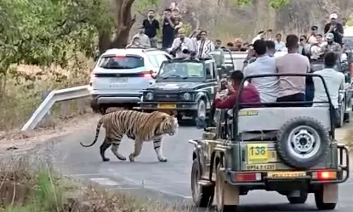 Bandhavgarh टाइगर रिजर्व में टाइगर को फिल्माने के लिए टूरिस्ट ने जीप से उतरकर अपनी सुरक्षा को खतरे में डाला