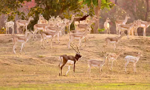 बारनवापारा में काले हिरणों का वैज्ञानिक पद्धति से पुनर्स्थापन, 34 हिरणों को प्राकृतिक आवास में छोड़ा गया सुरक्षित बारनवापारा में काले हिरणों का वैज्ञानिक पद्धति से पुनर्स्थापन, 34 हिरणों को प्राकृतिक आवास में छोड़ा गया सुरक्षित