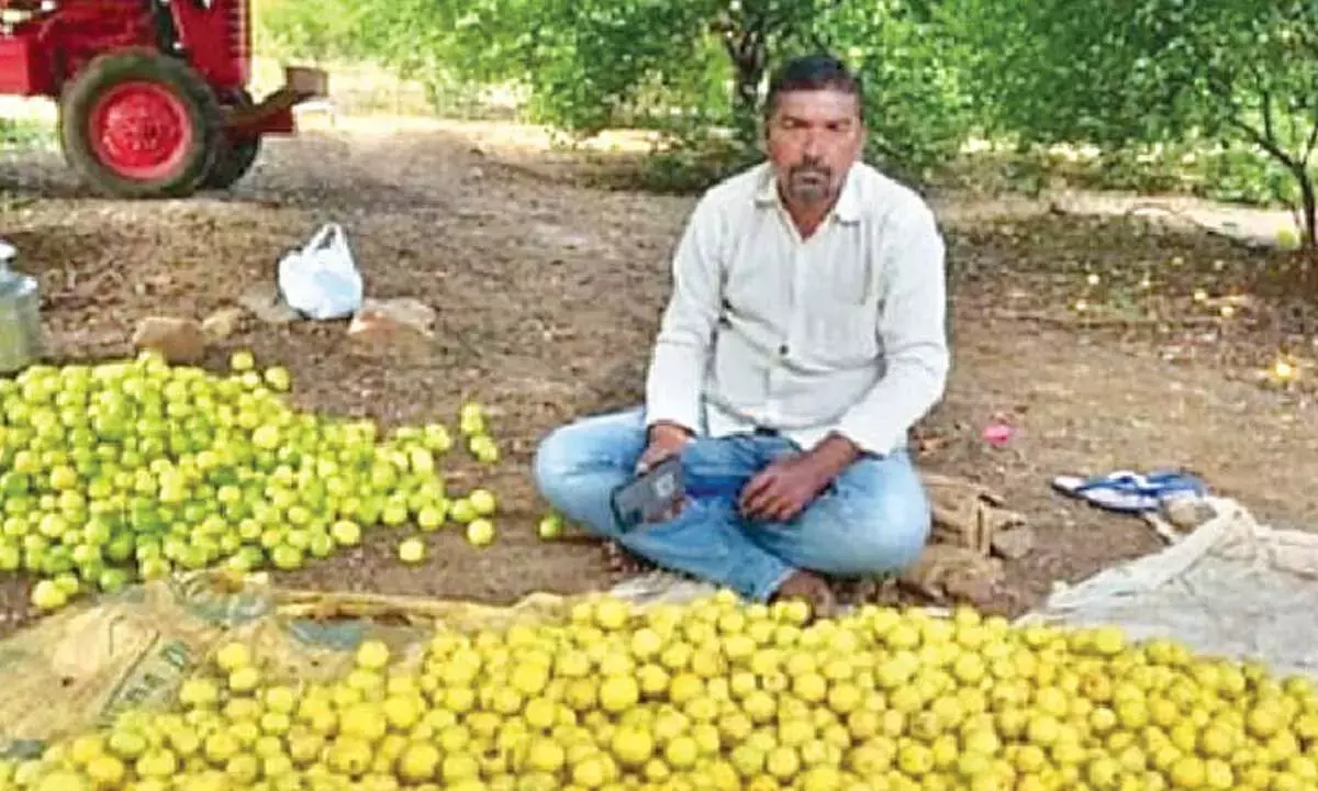 Andhra: नींबू की कीमतों में अचानक बढ़ोतरी से किसान खुश Andhra: नींबू की कीमतों में अचानक बढ़ोतरी से किसान खुश