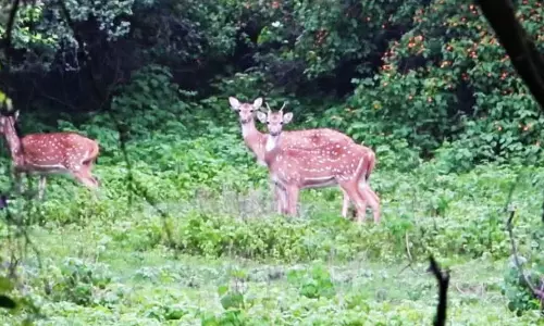 वन्यप्राणियों की सुरक्षा के लिए सख्ती, वन क्षेत्रों में आवारा कुत्तों के प्रवेश पर रोक