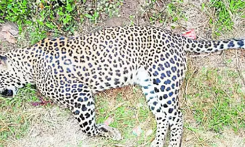 Tumkur : वन्यजीवों की मौत, 101 मामले लंबित Tumkur : वन्यजीवों की मौत, 101 मामले लंबित
