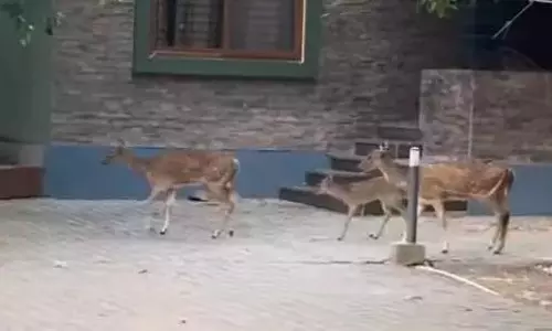 Bandipur में चित्तीदार हिरण रिसॉर्ट में भटकते दिखे, वाइल्डलाइफ एक्टिविस्ट की चिंता Bandipur में चित्तीदार हिरण रिसॉर्ट में भटकते दिखे, वाइल्डलाइफ एक्टिविस्ट की चिंता