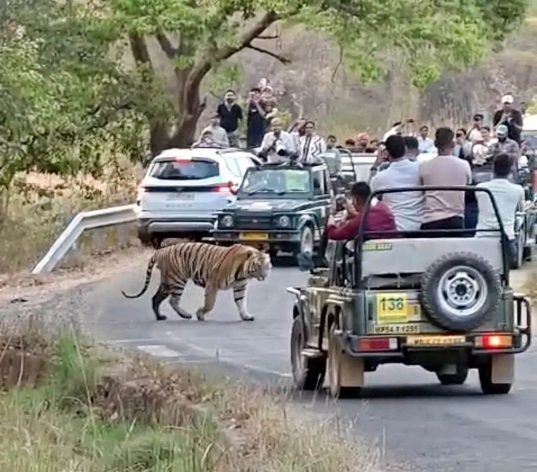 Bandhavgarh टाइगर रिजर्व में टाइगर को फिल्माने के लिए टूरिस्ट ने जीप से उतरकर अपनी सुरक्षा को खतरे में डाला Bandhavgarh टाइगर रिजर्व में टाइगर को फिल्माने के लिए टूरिस्ट ने जीप से उतरकर अपनी सुरक्षा को खतरे में डाला