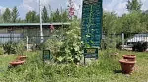 केंद्रीय आयुष मंत्रालय ने Jammu संभाग में 100 स्कूल हर्बल गार्डन को मंजूरी दी केंद्रीय आयुष मंत्रालय ने Jammu संभाग में 100 स्कूल हर्बल गार्डन को मंजूरी दी