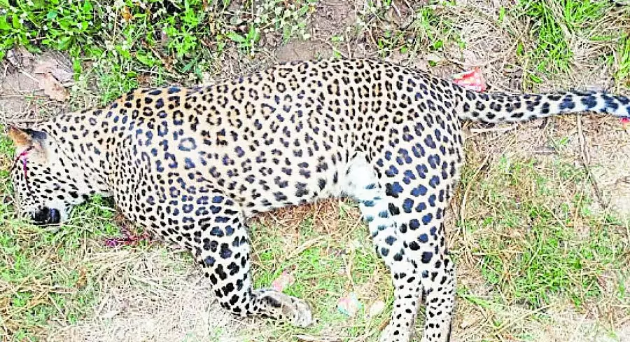 Tumkur : वन्यजीवों की मौत, 101 मामले लंबित Tumkur : वन्यजीवों की मौत, 101 मामले लंबित