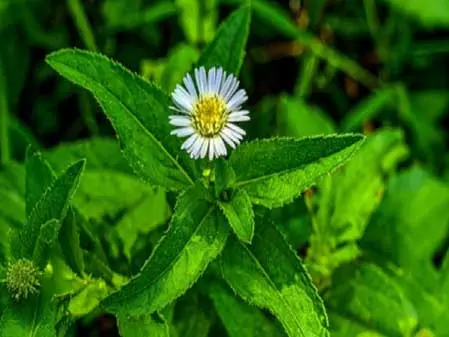 सिर्फ बालों के लिए ही नहीं, पित्त और वात को भी संतुलित करने में सहायक, जानें सेवन के लाभ सिर्फ बालों के लिए ही नहीं, पित्त और वात को भी संतुलित करने में सहायक, जानें सेवन के लाभ