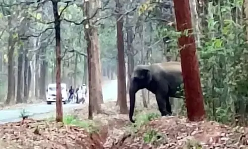 सड़क में आवागमन रोका हाथियों ने, रायगढ़ में फसल भी बर्बाद कर रहे