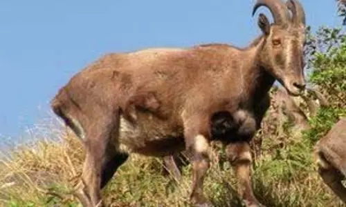 तमिलनाडु चुनावों के बाद नीलगिरि तहर की जनगणना की संभावना, वन विभाग नई तकनीक व प्रशिक्षण के साथ कर रहा तैयारी
